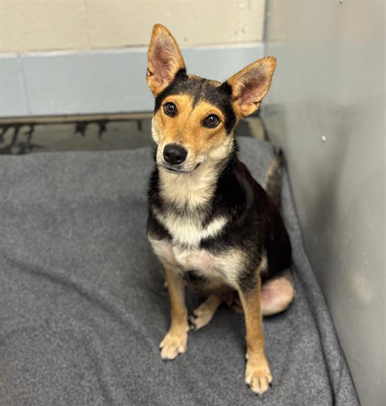 adoptable Dog in Conroe, TX named SWEET PEA