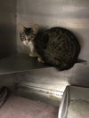 adoptable Cat in  named A416593