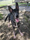 adoptable Dog in  named DEAN