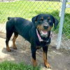 adoptable Dog in  named MAGNOLIA