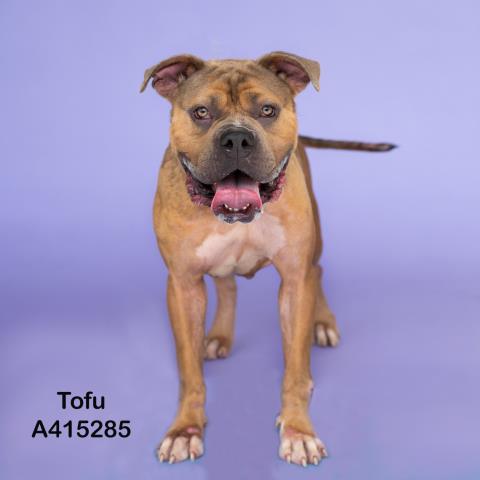adoptable Dog in Conroe, TX named TOFU