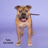 adoptable Dog in  named TOFU