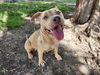 adoptable Dog in  named OZARKA