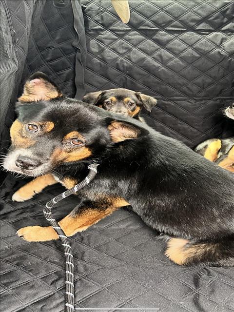 adoptable Dog in Conroe, TX named CRICKET