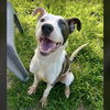 adoptable Dog in  named BANKS