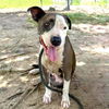 adoptable Dog in  named HARPER