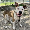 adoptable Dog in  named DARLA
