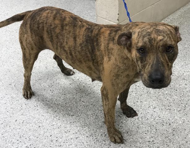 adoptable Dog in Conroe, TX named TWIX