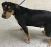 adoptable Dog in  named CORN DOG