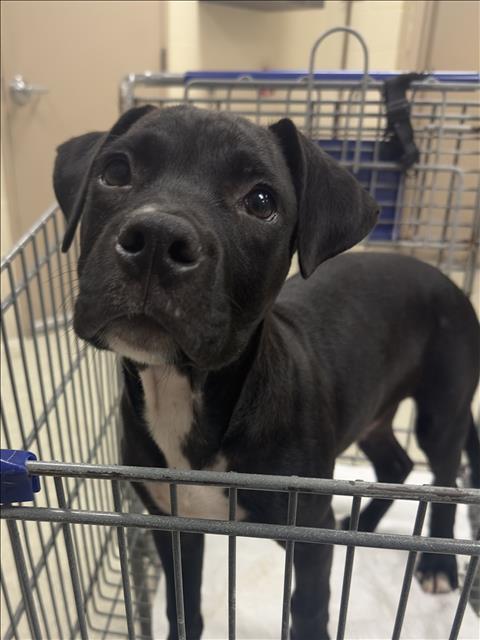 adoptable Dog in Conroe, TX named A417100