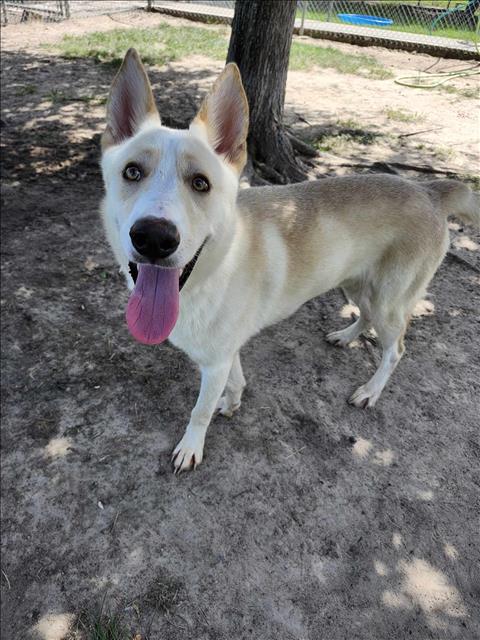 adoptable Dog in Conroe, TX named MILK DUD