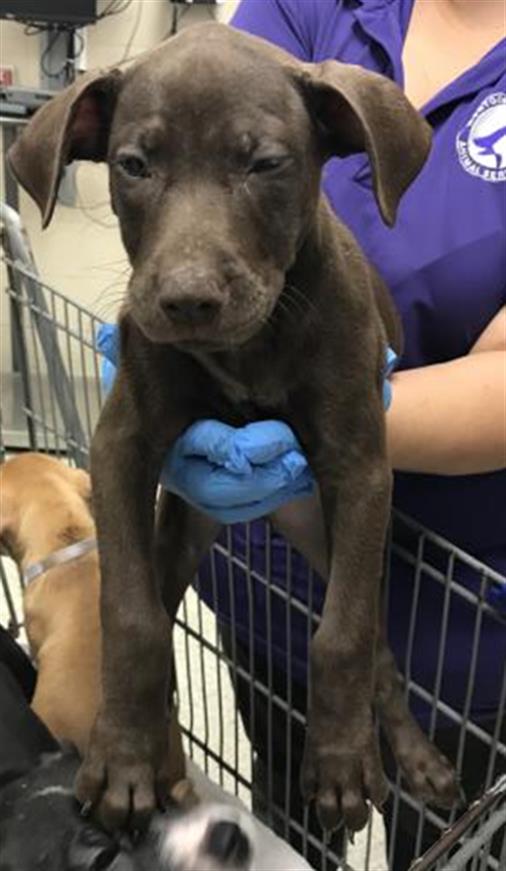adoptable Dog in Conroe, TX named A417037