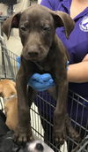adoptable Dog in  named A417037