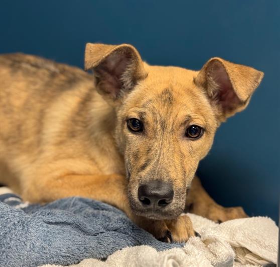 adoptable Dog in Conroe, TX named VENETIAN