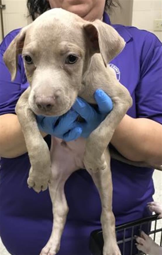 adoptable Dog in Conroe, TX named A417030