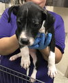adoptable Dog in  named A417031