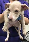 adoptable Dog in  named A417032