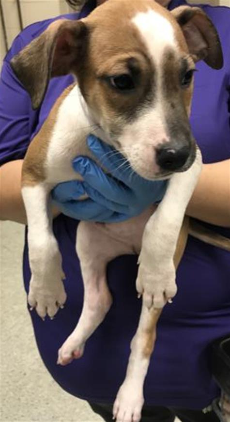 adoptable Dog in Conroe, TX named A417034