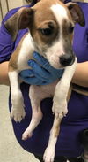 adoptable Dog in  named A417034