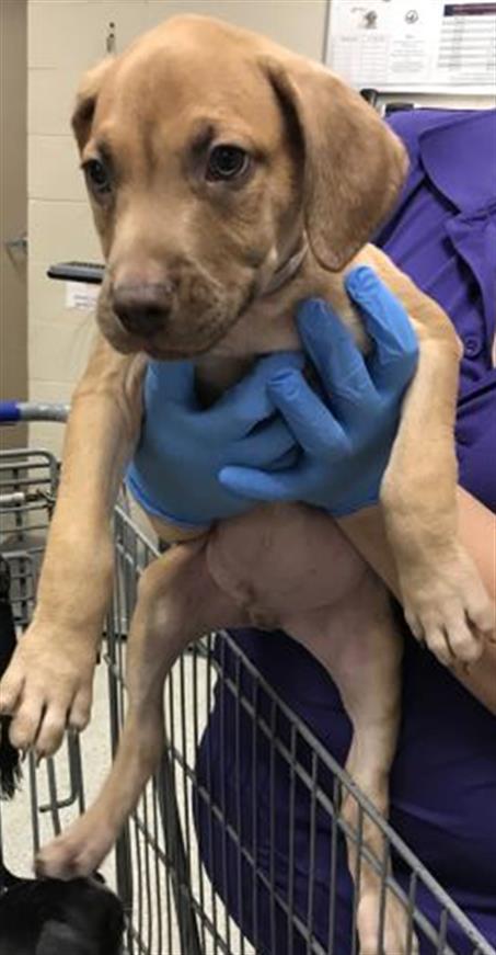 adoptable Dog in Conroe, TX named A417035