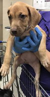 adoptable Dog in  named A417035