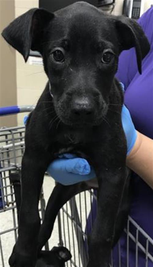 adoptable Dog in Conroe, TX named A417036