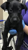 adoptable Dog in  named A417036