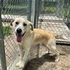 adoptable Dog in  named CLOUD