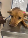 adoptable Dog in  named FOXY