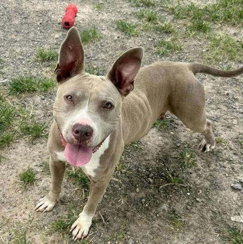 WENDY - Pit Bull Terrier available for adoption
