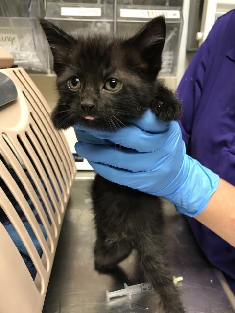 adoptable Cat in Conroe, TX named A416474