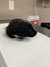 adoptable Dog in  named YANKEE