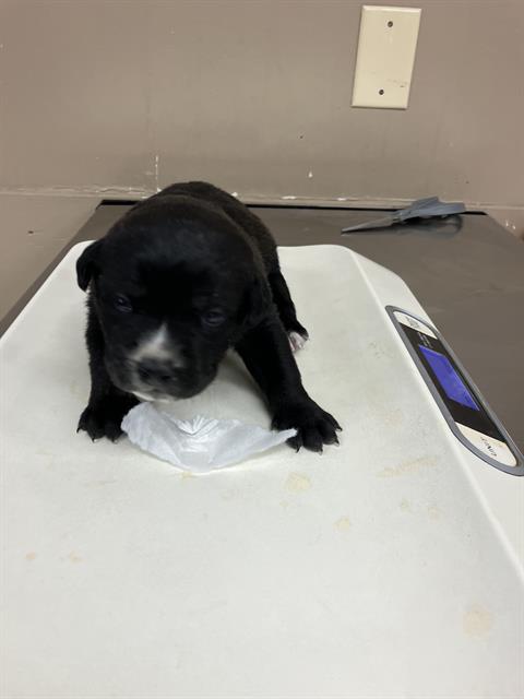 adoptable Dog in Conroe, TX named LIBERTY