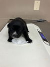 adoptable Dog in  named LIBERTY
