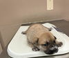 adoptable Dog in  named STAR