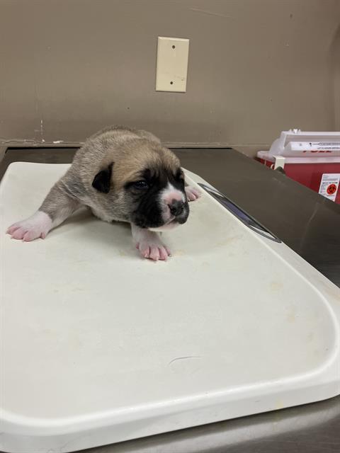 adoptable Dog in Conroe, TX named STRIPES