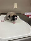 adoptable Dog in  named STRIPES