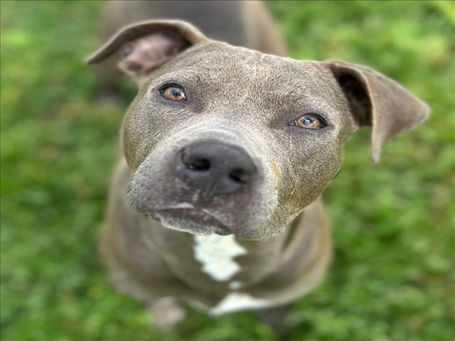adoptable Dog in Conroe, TX named NELLY