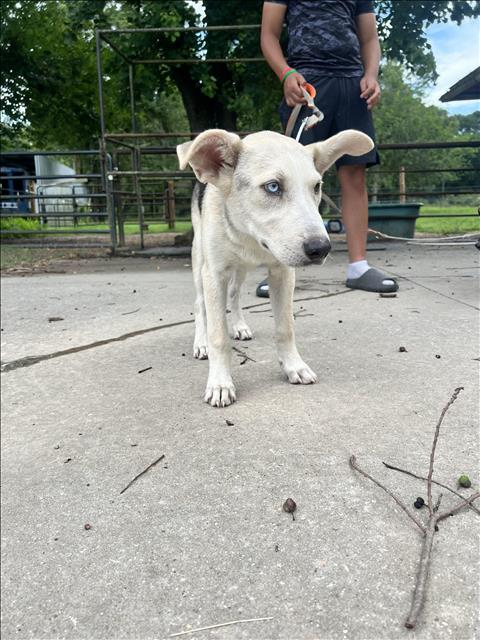adoptable Dog in Conroe, TX named A417039