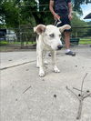 adoptable Dog in  named A417039