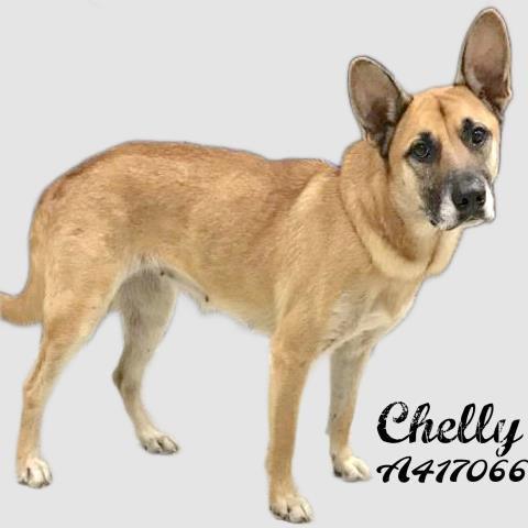 adoptable Dog in Conroe, TX named CHELLY