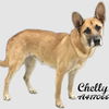 adoptable Dog in  named CHELLY
