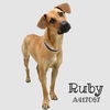 adoptable Dog in  named RUBY