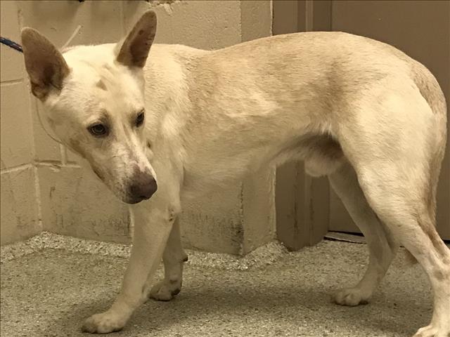 adoptable Dog in Conroe, TX named ROMEO