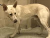 adoptable Dog in  named ROMEO