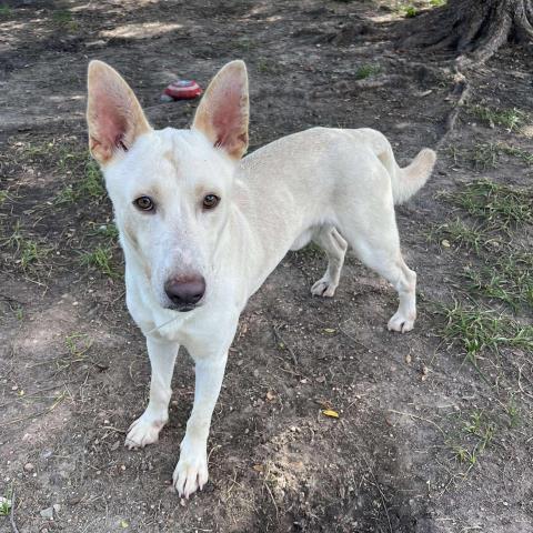 ROMERO - German Shepherd Dog available for adoption