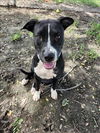 adoptable Dog in  named ROXANNE