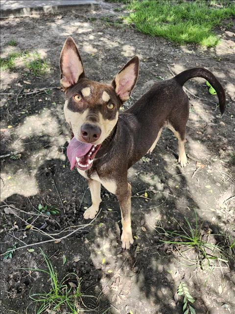 adoptable Dog in Conroe, TX named GEMINI