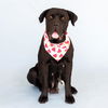 adoptable Dog in  named CORALINE