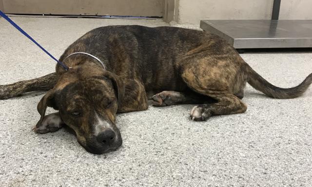 adoptable Dog in Conroe, TX named OCTAVIA